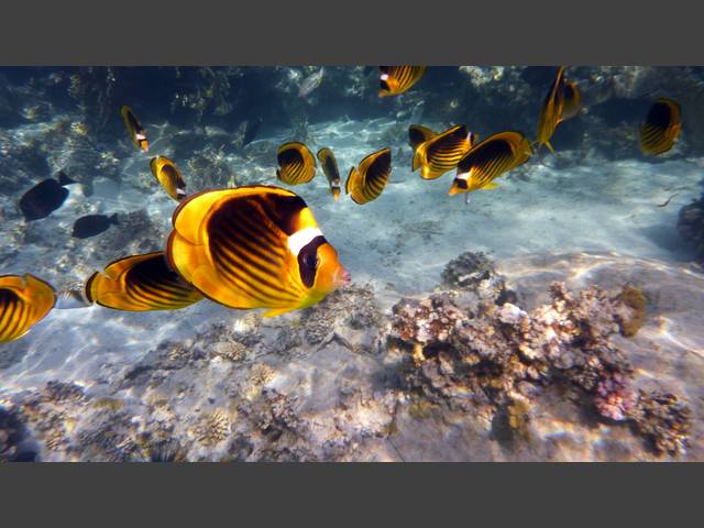 Tabak-Falterfisch - Chaetodon fasciatus