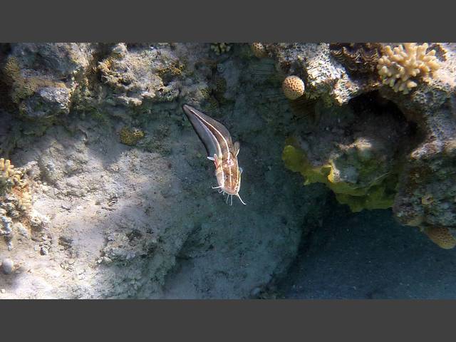 Gestreifter Korallenwels - Plotosus lineatus