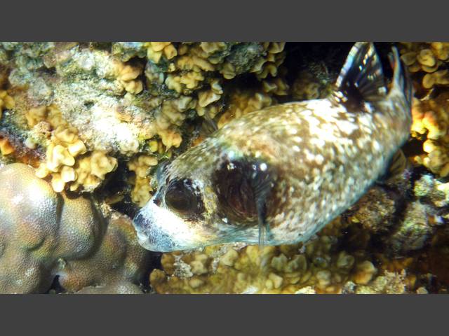 Masken-Kugelfisch - Arothron diadematus