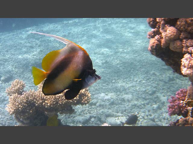 Rotmeer-Wimpelfisch - Heniochus intermedius