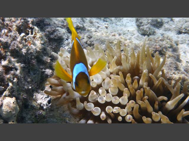 Rotmeer-Anemonenfisch - Amphiprion bicinctus