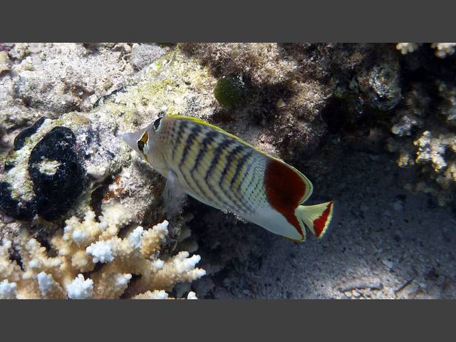 Rotmeer Winkel-Falterfisch - Chaetodon paucifasciatus