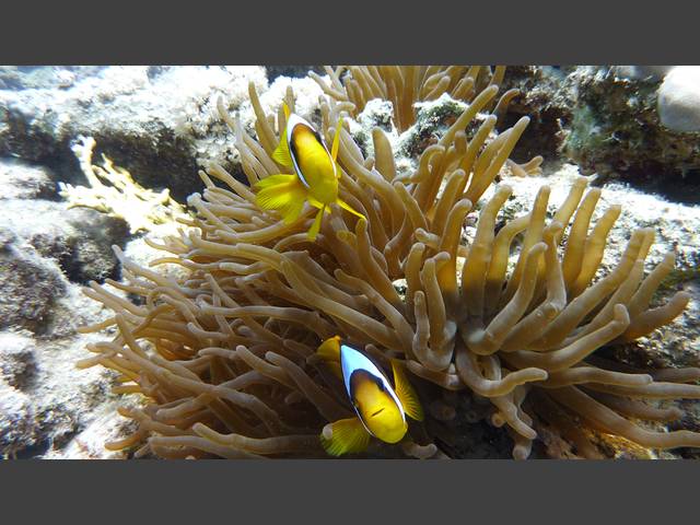 Rotmeer-Anemonenfisch - Amphiprion bicinctus