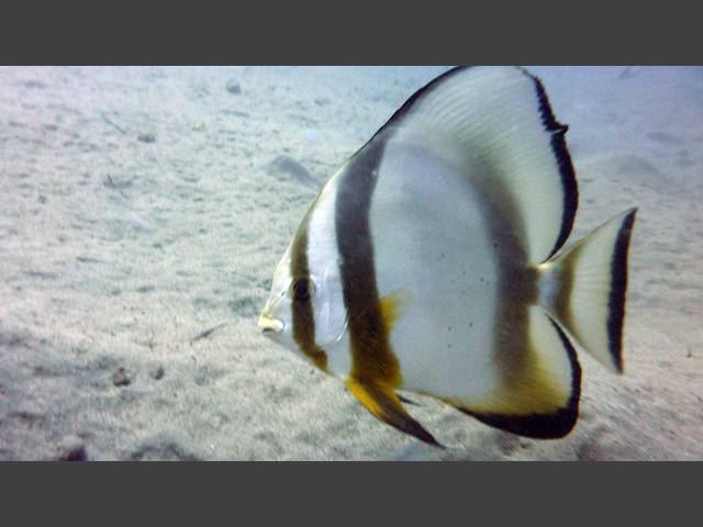 Rundkopf-Fledermausfisch - Platax orbicularis