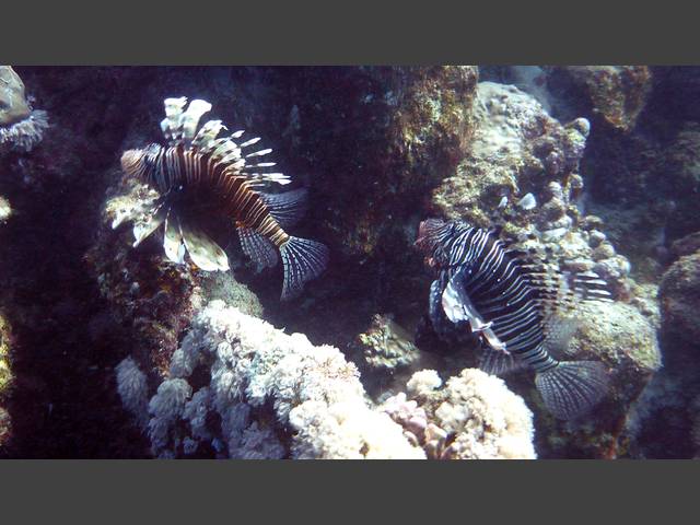 Indischer Rotfeuerfisch - Pterois miles