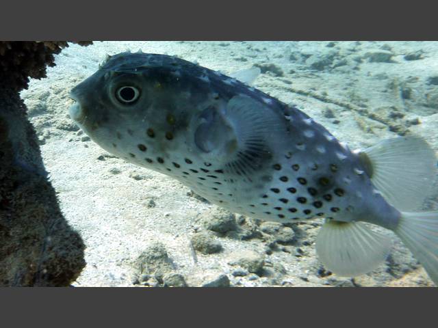 Gelbflecken-Igelfisch - Cyclichthys spilostylus