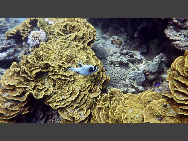 Masken-Kugelfisch - Arothron diadematus