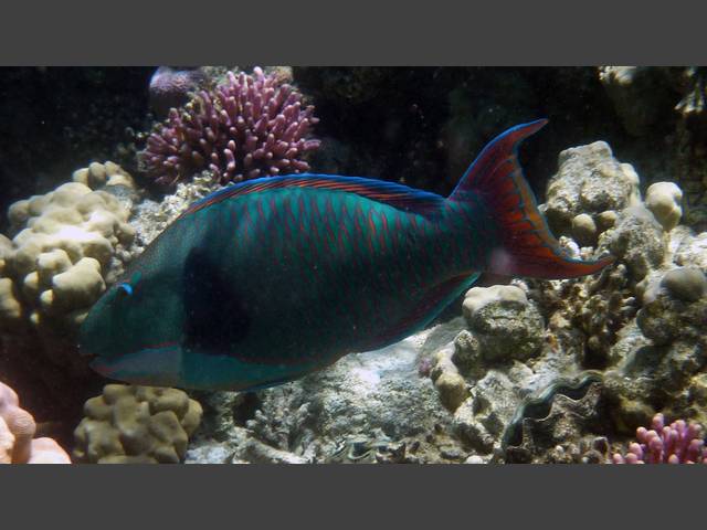 Masken-Papageifisch - Bicolour Parrotfish - Cetoscarus bicolor