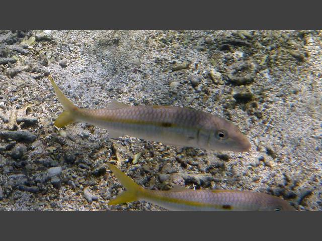 Seitenfleck-Barbe - Yellowstripe Goatfish - Mulloides flavolineatus