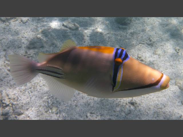 Arabischer Picassodrücker - Arabian Picasso Triggerfish - Rhinecanthus assasi