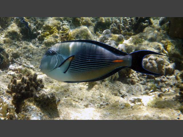 Arabischer Doktorfisch - Arabian Surgeonfish - Acanthurus sohal