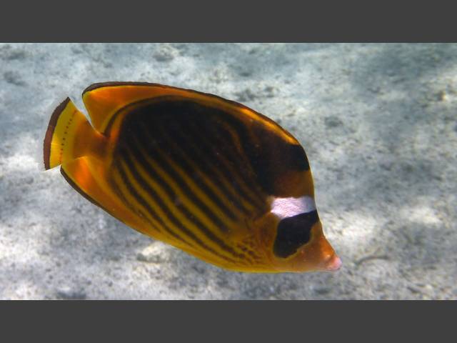 Tabak-Falterfisch - Striped Butterflyfish - Chaetodon fasciatus