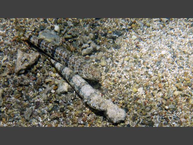 Augestreifen-Grundel - Eyebar goby - Gnatholepis cauerensis