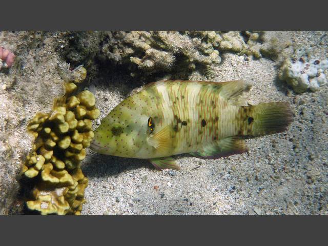 Besenschwanz-Prachtlippfisch - Broomtail wrasse - Cheilinus lunulatus