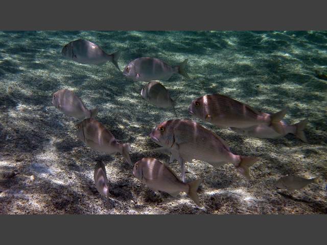 Schotafs Süßlippe - Minstrel Sweetlips - Plectorhinchus schotaf