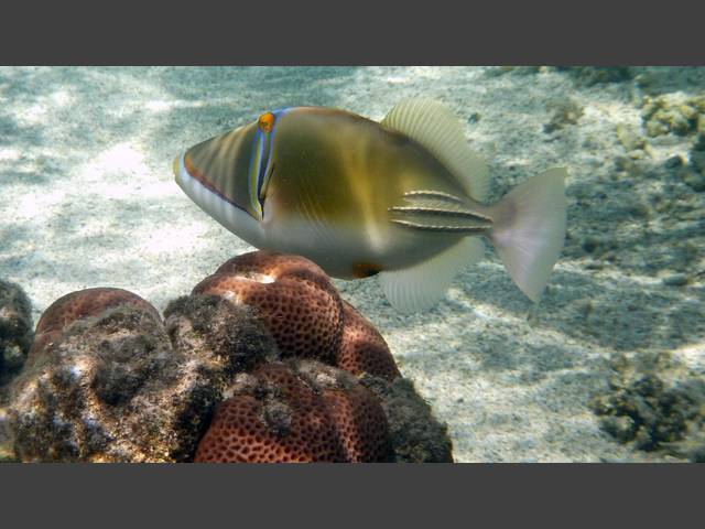 Arabischer Picassodrücker - Arabian Picasso Triggerfish - Rhinecanthus assasi