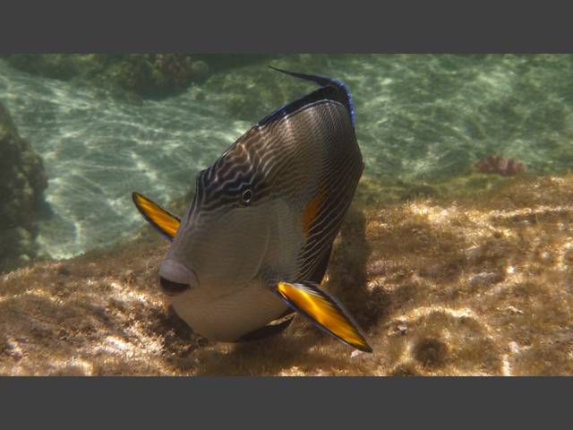 Arabischer Doktorfisch - Arabian Surgeonfish - Acanthurus sohal