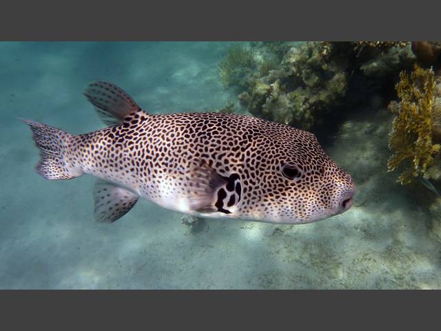 Riesenkugelfisch - Giant Puffer - Arothron stellatus