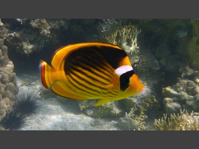 Tabak-Falterfisch - Striped Butterflyfish - Chaetodon fasciatus