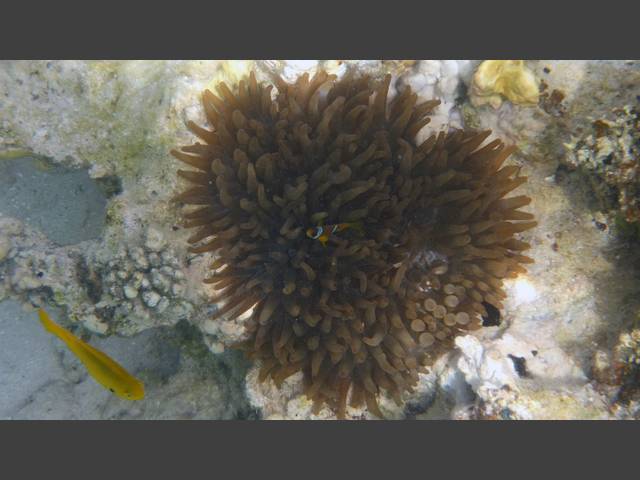 Rotmeer-Anemonenfisch - Red Sea Anemonefish - Amphiprion bicinctus