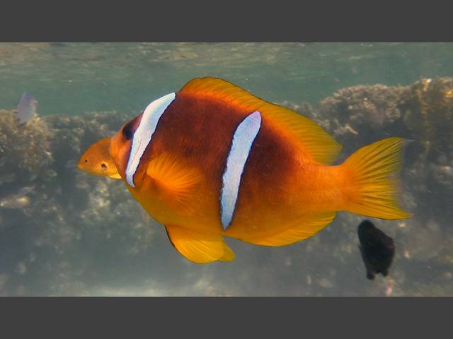 Rotmeer-Anemonenfisch - Red Sea Anemonefish - Amphiprion bicinctus