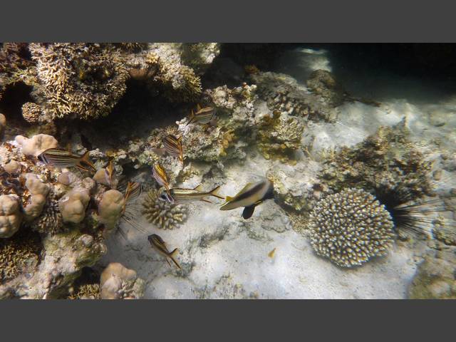 Blutfleck-Husaren - Bloodspot squirrelfish - Neoniphon sammara