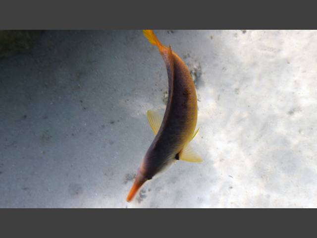 Vogel-Lippfish - Bird Wrasse - Gomphosus klunzingeri