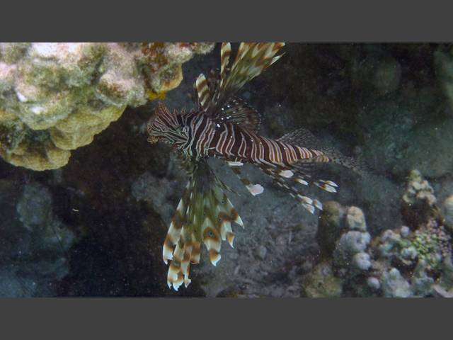 Indischer Rotfeuerfisch - Indian lionfish - Pterois miles