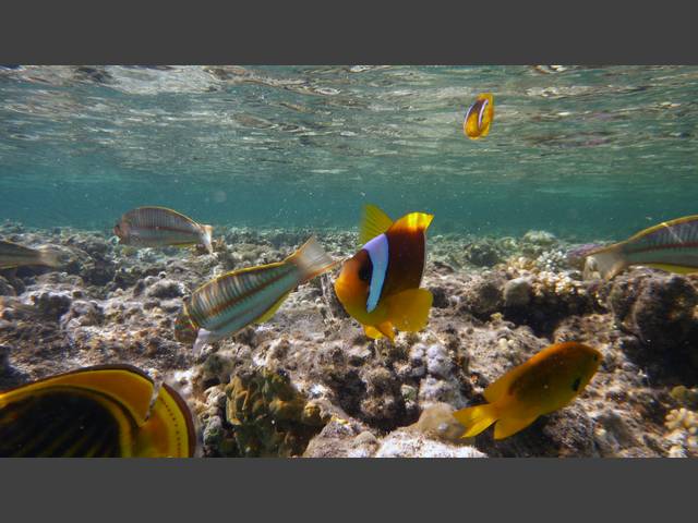 Rotmeer-Anemonenfisch - Amphiprion bicinctus, Rotmeer-Junker - Thalassoma klunzingeri