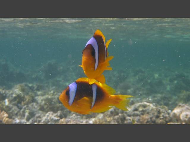 Rotmeer-Anemonenfisch - Red Sea Anemonefish - Amphiprion bicinctus