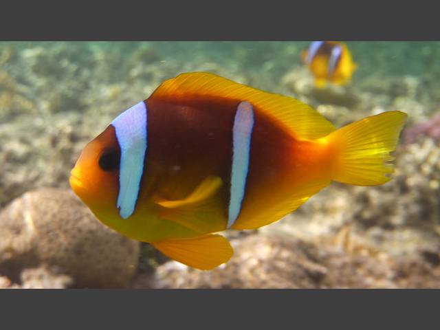 Rotmeer-Anemonenfisch - Red Sea Anemonefish - Amphiprion bicinctus