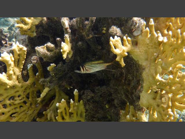 Blutfleck-Husaren - Bloodspot squirrelfish - Neoniphon sammara