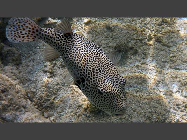 Riesenkugelfisch - Giant Puffer - Arothron stellatus