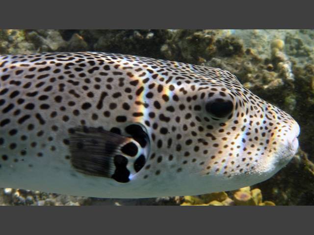 Riesenkugelfisch - Giant Puffer - Arothron stellatus