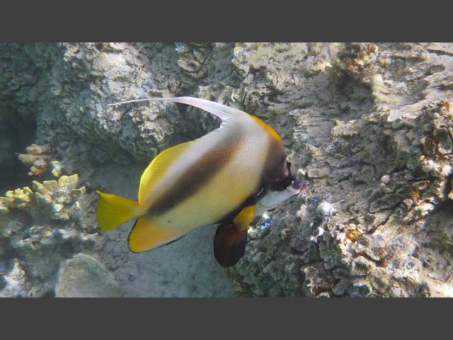 Rotmeer-Wimpelfisch - Red Sea Bannerfish - Heniochus intermedius