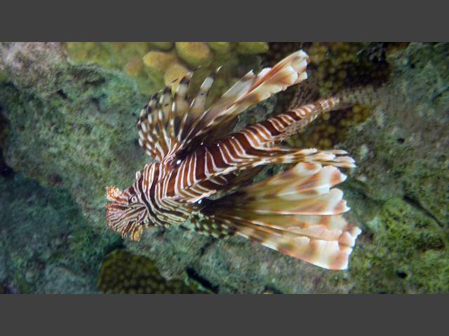 Indischer Rotfeuerfisch - Indian lionfish - Pterois miles