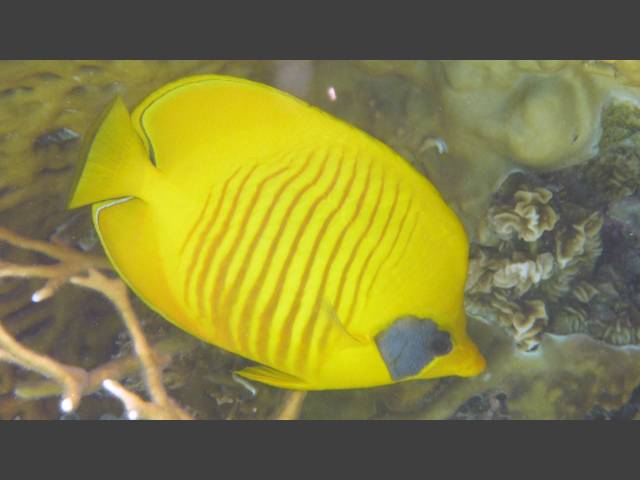 Masken-Falterfisch - Masked Butterflyfish - Chaetodon semilarvatus