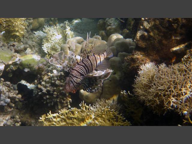 Indischer Rotfeuerfisch - Indian lionfish - Pterois miles