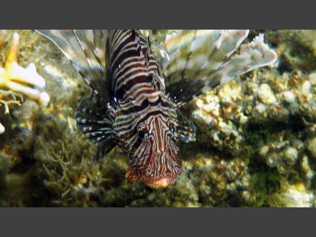 Indischer Rotfeuerfisch - Indian lionfish - Pterois miles