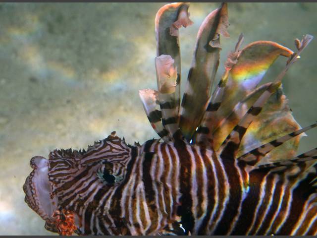 Indischer Rotfeuerfisch - Indian lionfish - Pterois miles