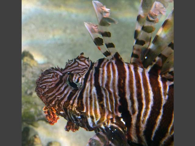 Indischer Rotfeuerfisch - Indian lionfish - Pterois miles