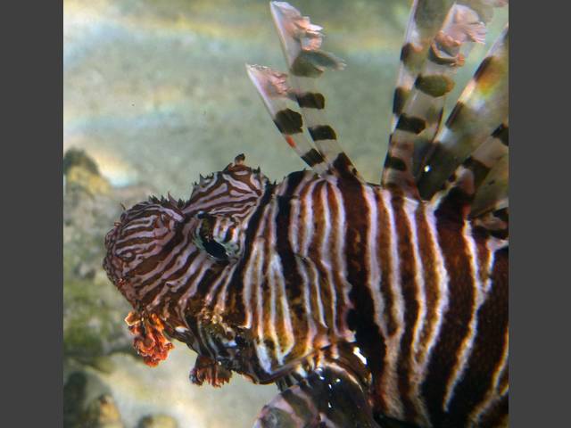 Indischer Rotfeuerfisch - Indian lionfish - Pterois miles