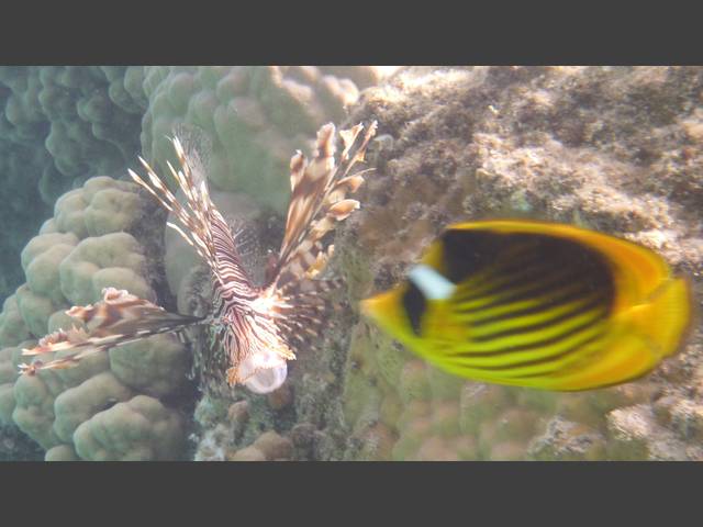 Indischer Rotfeuerfisch - Indian lionfish - Pterois miles