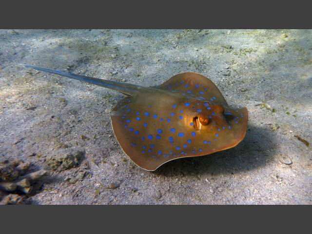 Blaupunkt-Stechrochen - Bluespotted Stingray - Taeniura lymma