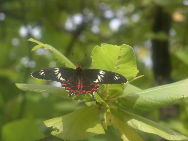 Schmetterling