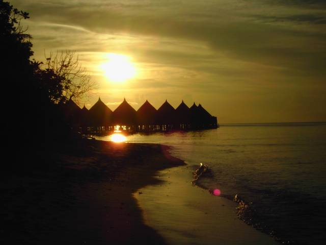 Wasserbungis beim Sonnenuntergang