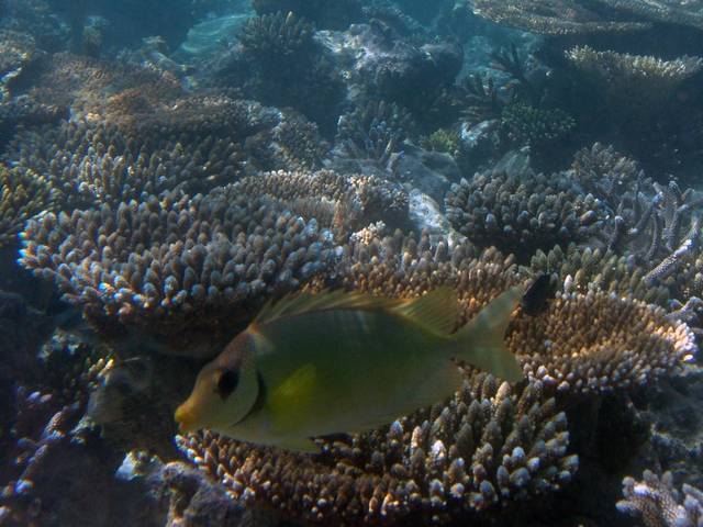 Korallen-Kaninchenfisch - Siganus corallinus