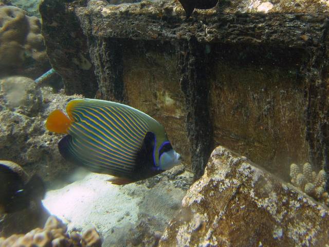 Imperator-Kaiserfisch - Pomacanthus imperator