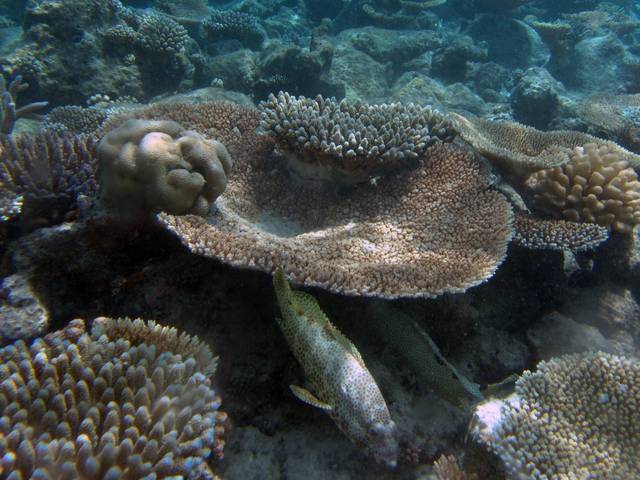 Vierfleck-Wabenbarsch - Epinephelus spilotoceps