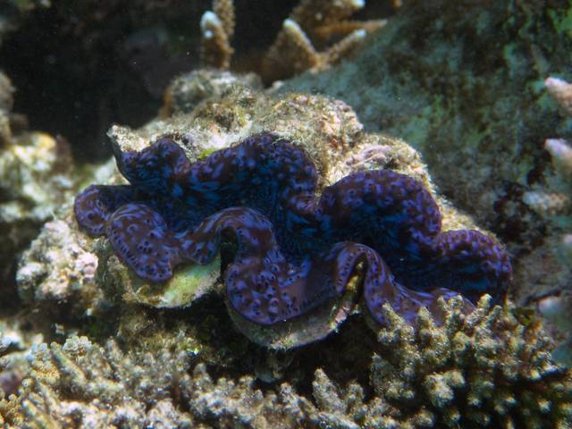 Riesenmuschel - Tridacna squamosa